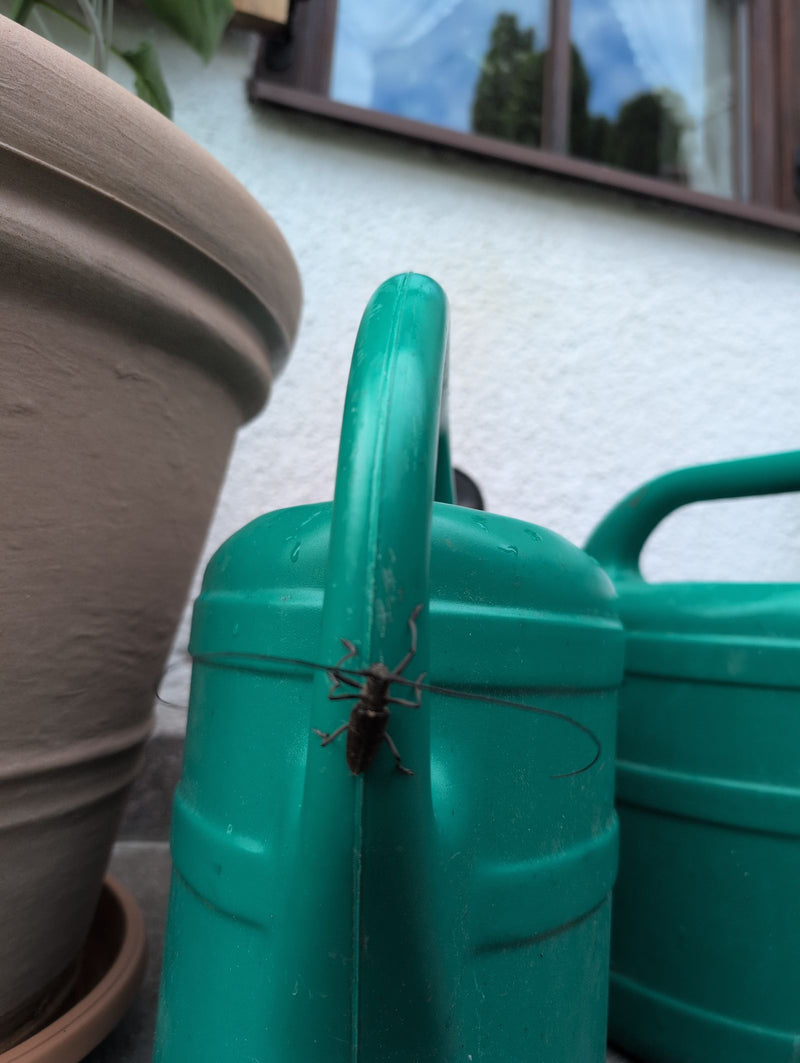 Zimmermannsbock — Bild 2