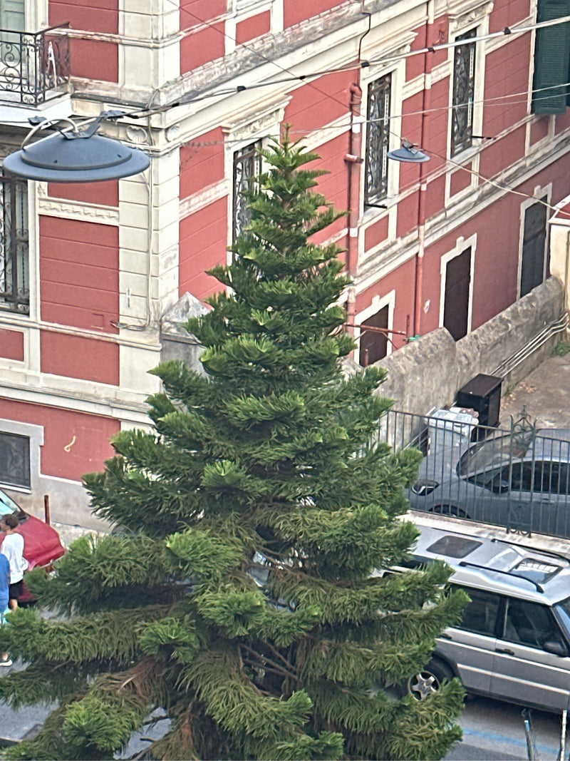 Zu sehen ist eine gut entwickelte Zimmertanne aus der Vogelperspektive, stehend vor einer roten Häuserfassade in einer städtischen Umgebung. Der markante Nad...