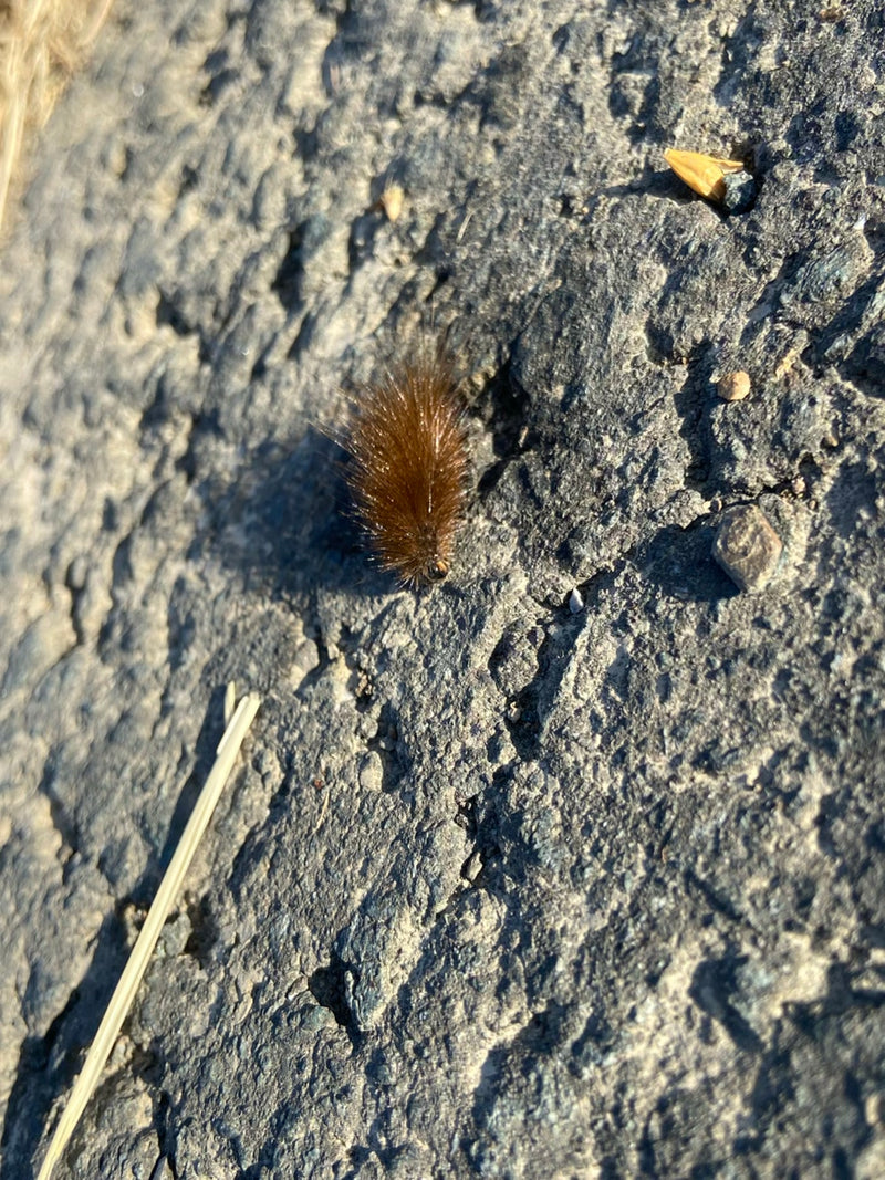 Zimtbaer — Bild 3