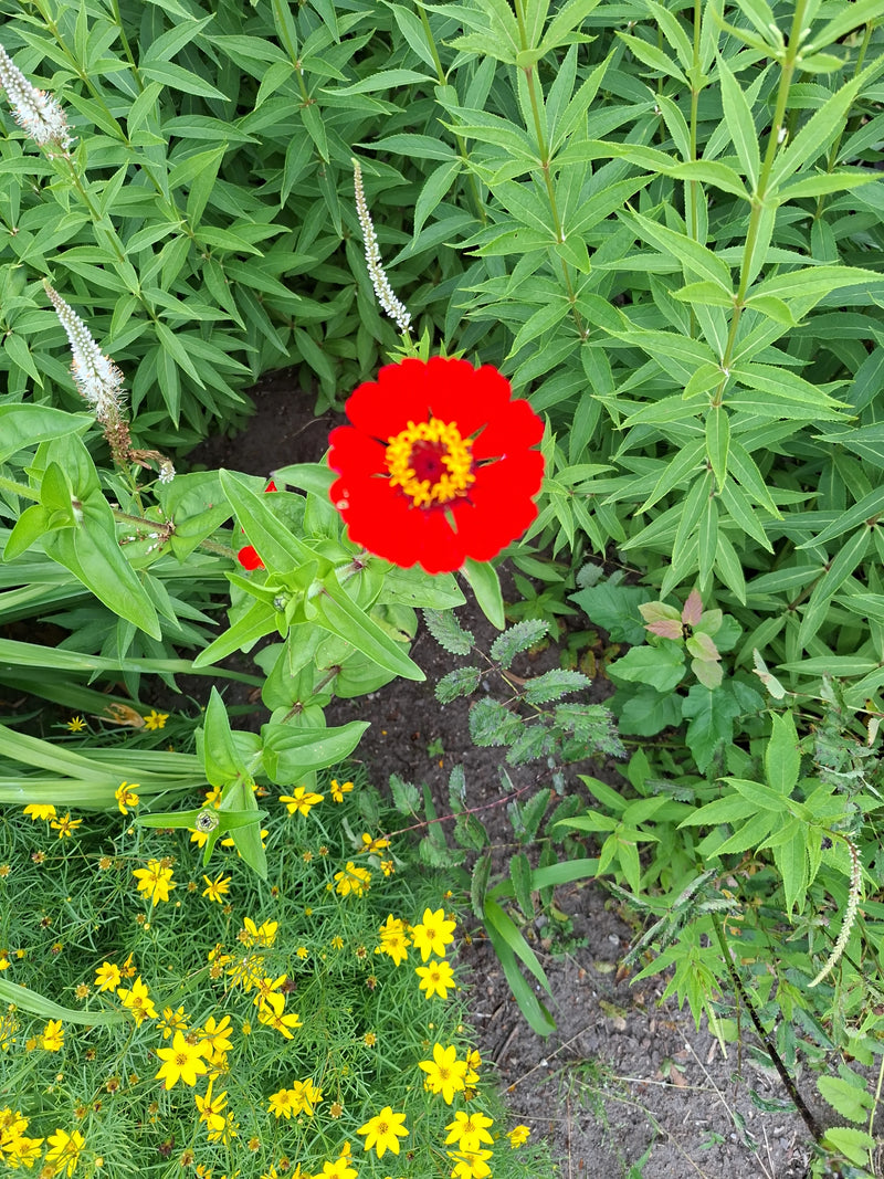 Zinnien — Bild 2