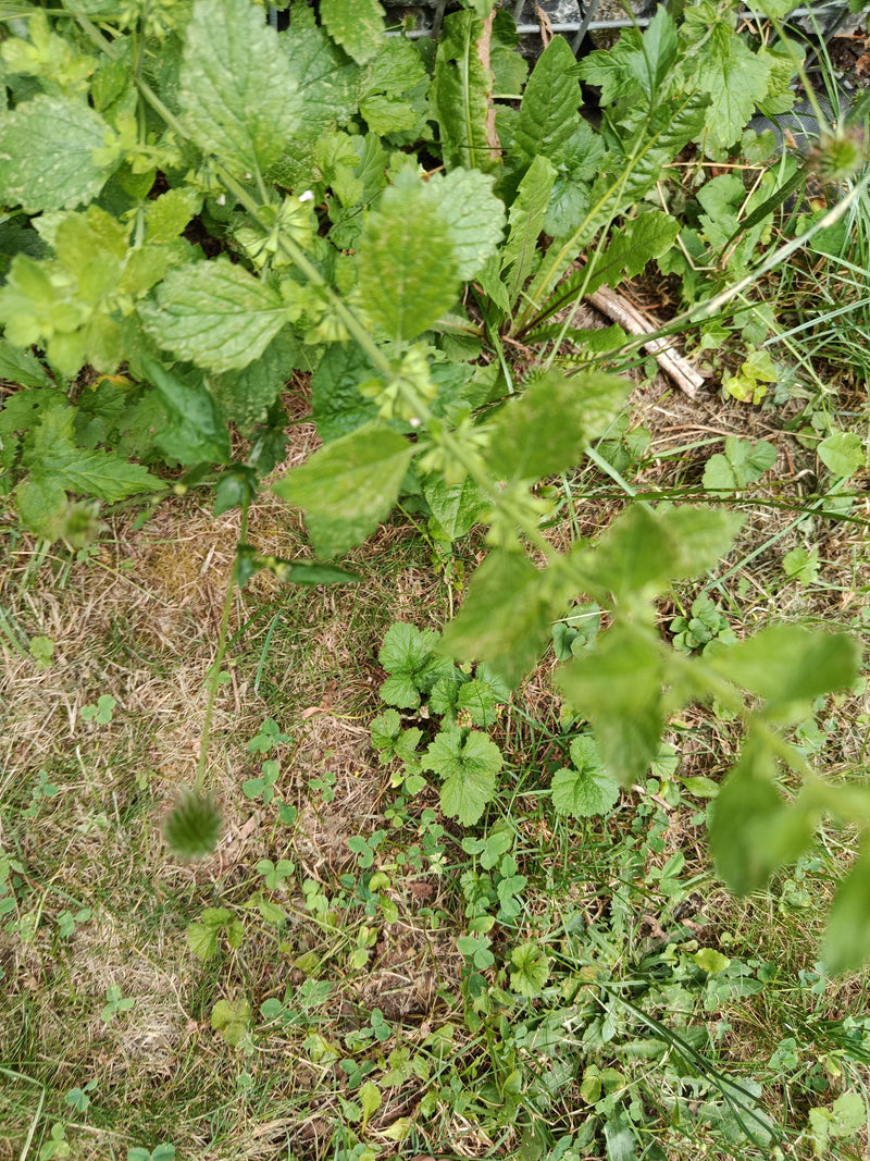 Zitronenmelisse — Bild 3