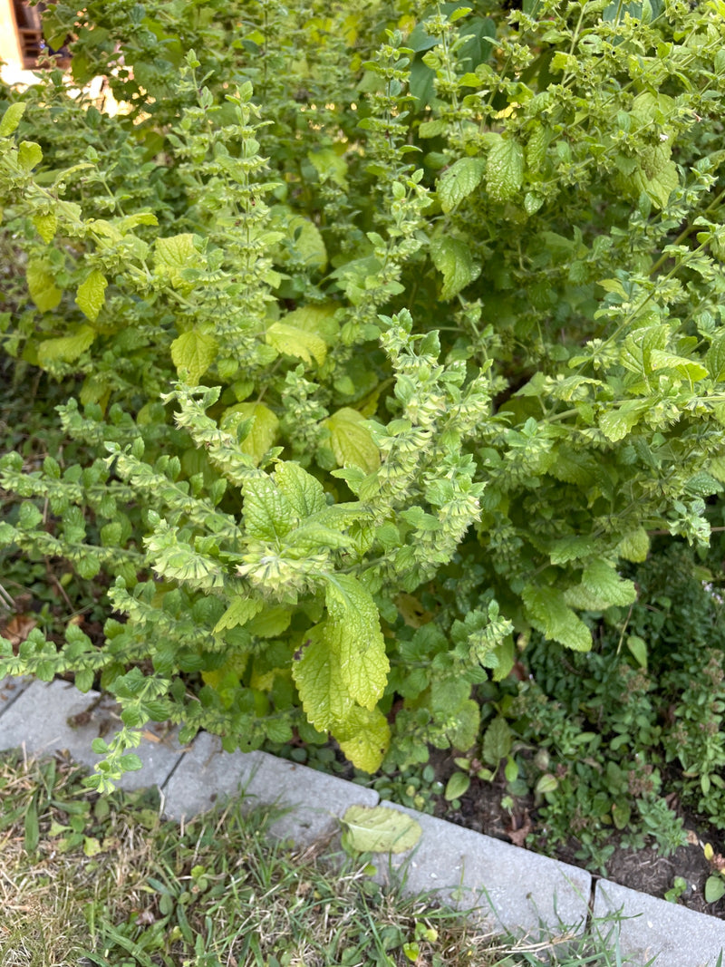 Zitronenmelisse — Bild 5
