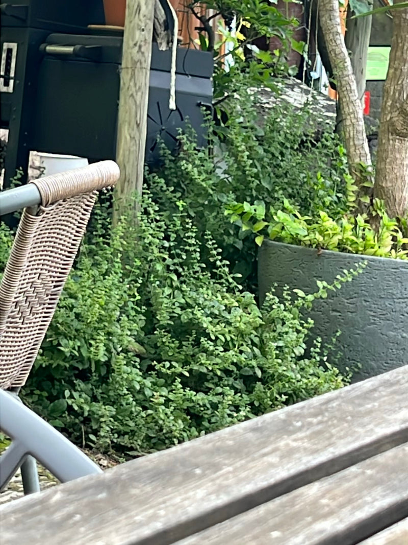 Zitronenmelisse — Bild 1