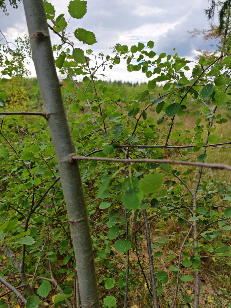 Aspe — Bild 2