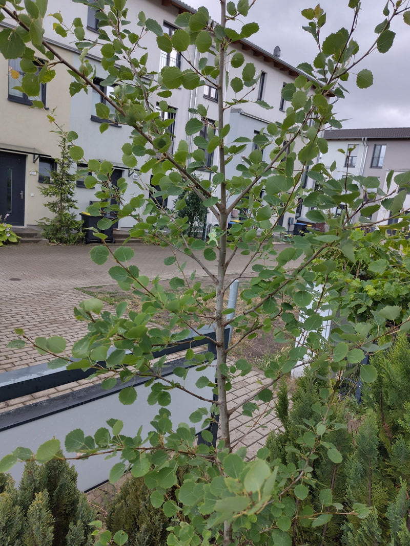 Aspe — Bild 3