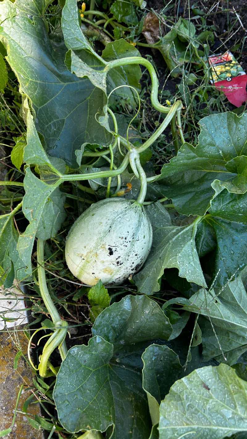 Zuckermelone — Bild 1