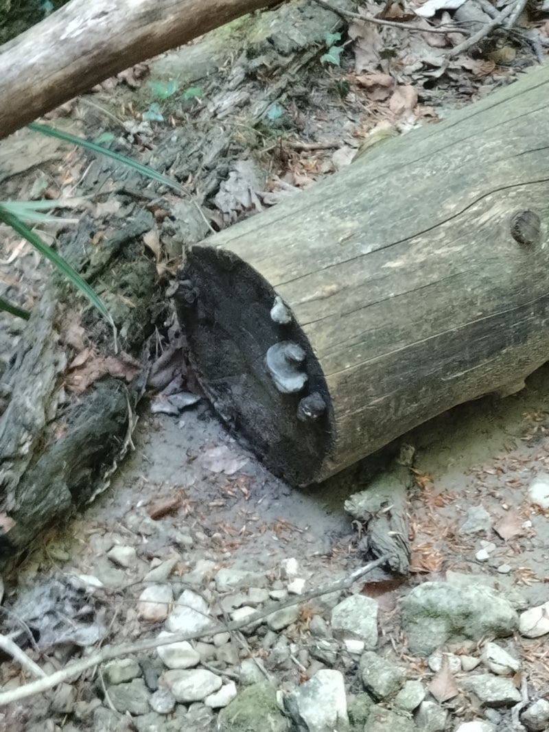 Zunderschwamm — Bild 3