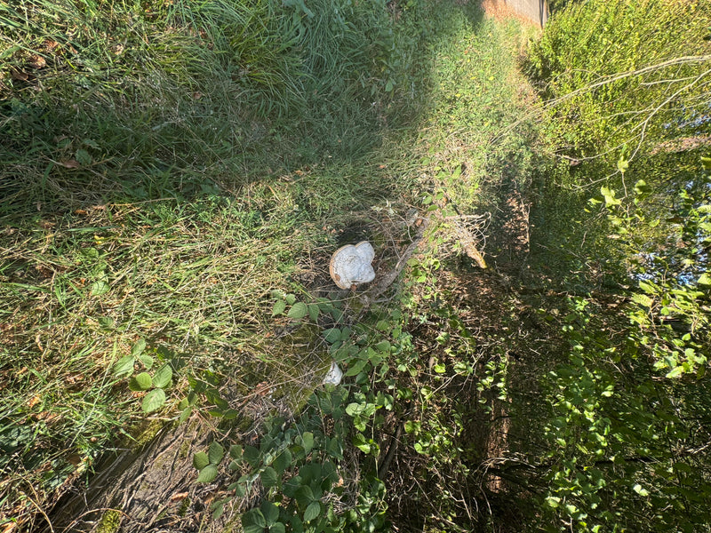 Ein hufförmiger Fruchtkörper des Zunderschwamms wächst auf liegendem Totholz, umgeben von dichtem Gras und Gestrüpp.