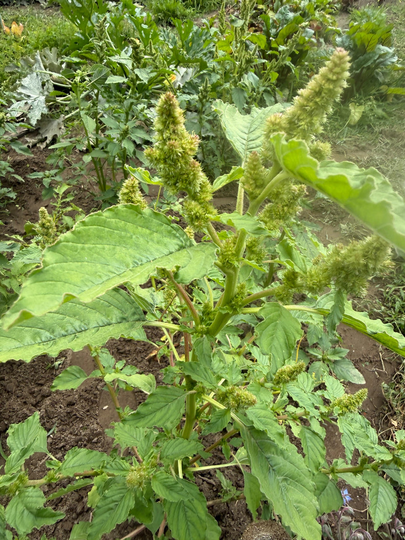 Zurückgekrümmter Fuchsschwanz — Bild 2