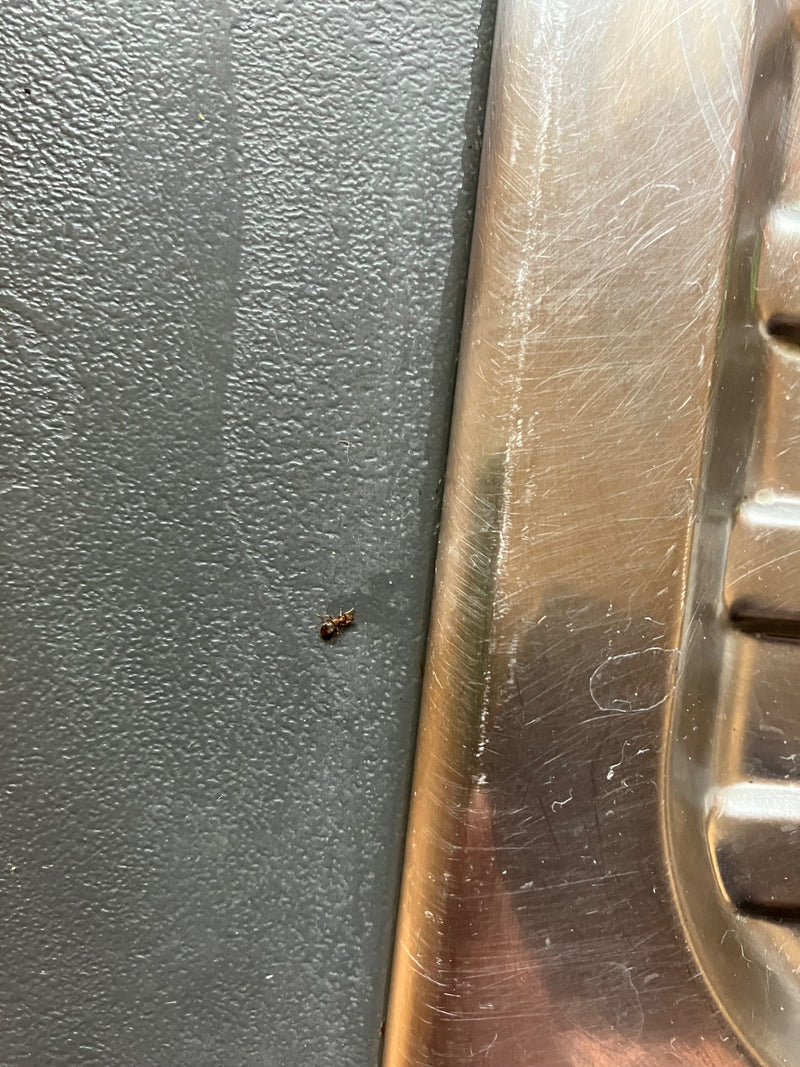 Zweifarbige Wegameise — Bild 3