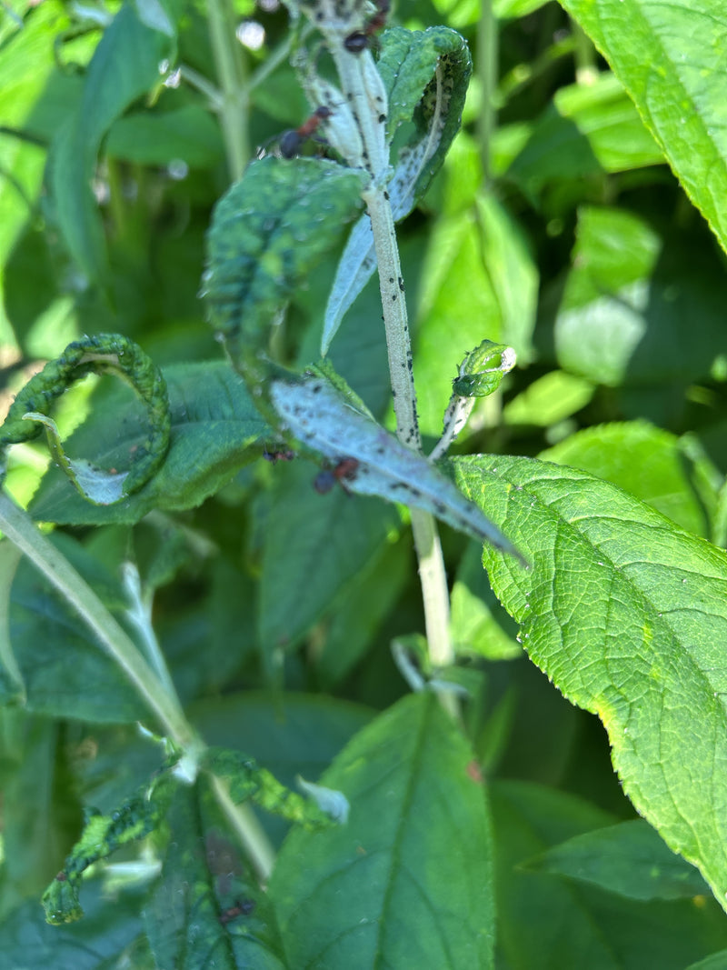 Zweifarbige Wegameise — Bild 5