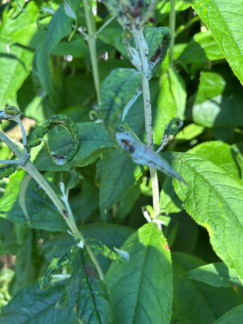 Zweifarbige Wegameise — Bild 4