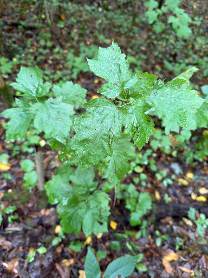 Zweigriffliger Weißdorn (Sorte 'Paul's Scarlet') — Bild 1