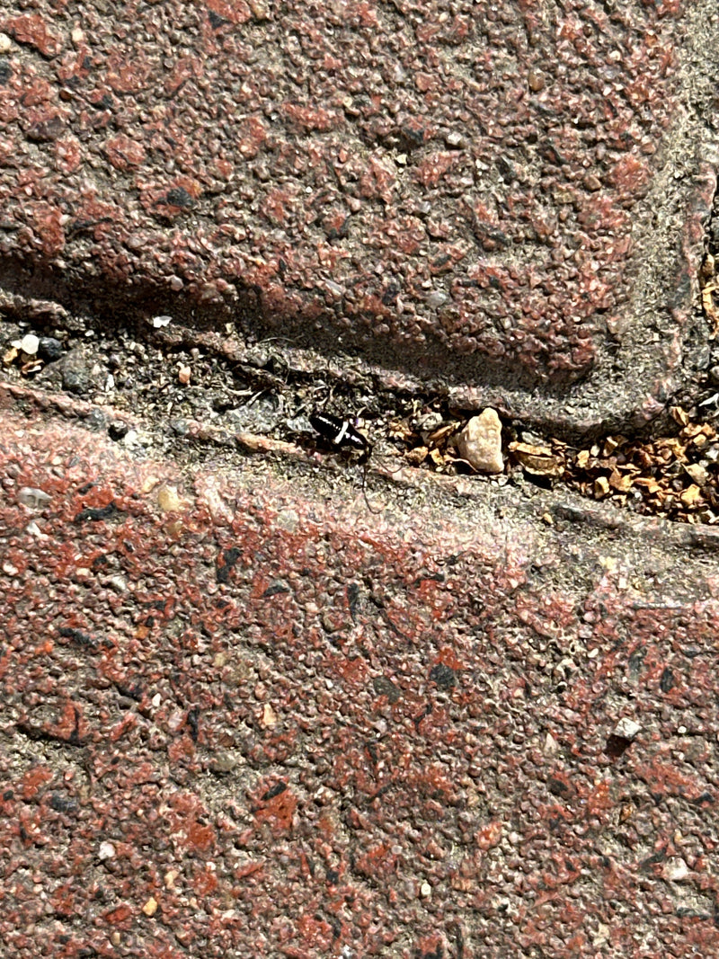 Zweipunkt-Laufkäfer — Bild 1