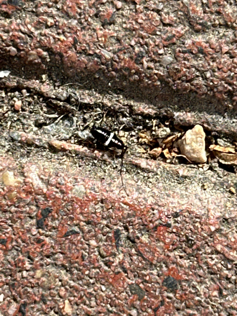 Zweipunkt-Laufkäfer — Bild 2