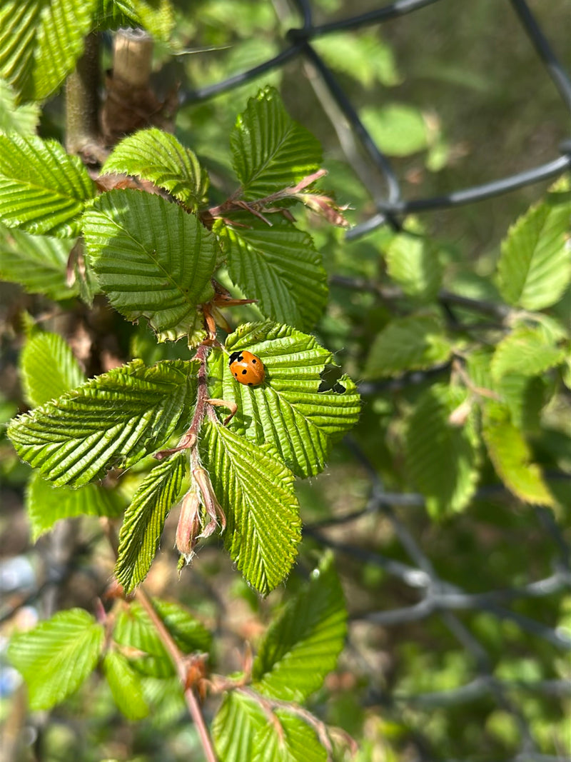 Zweipunkt Fichten-Marienkäfer — Bild 2