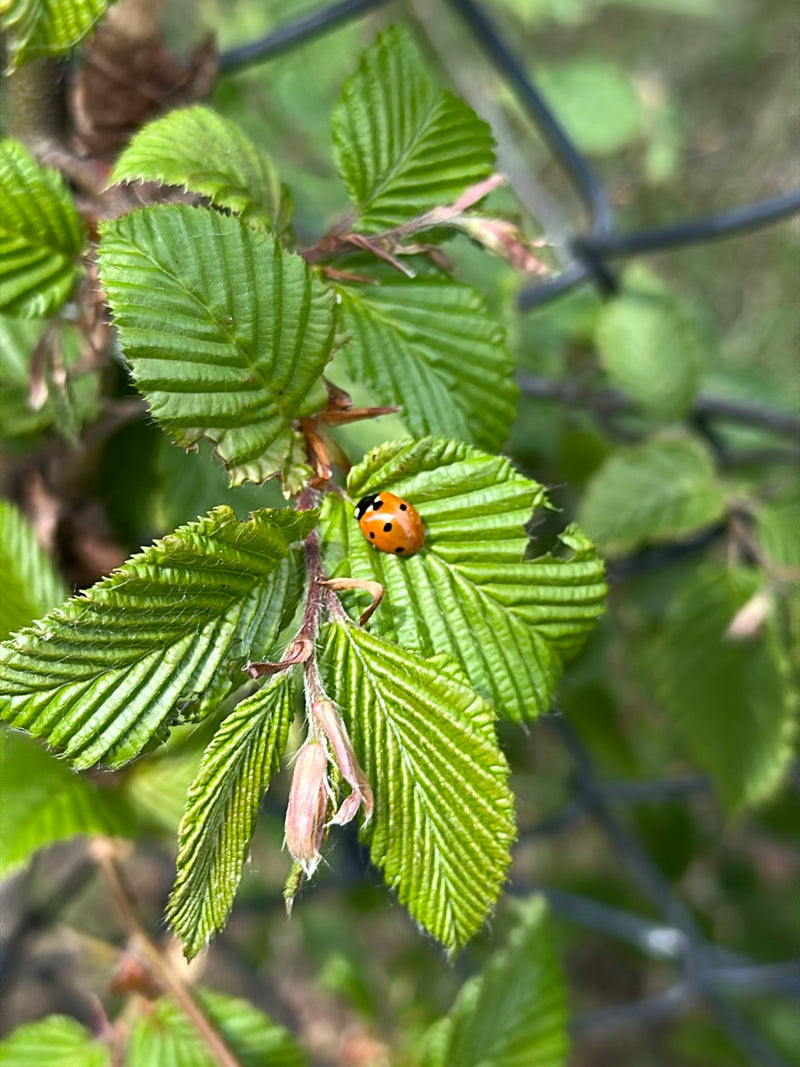 Zweipunkt Fichten-Marienkäfer — Bild 1
