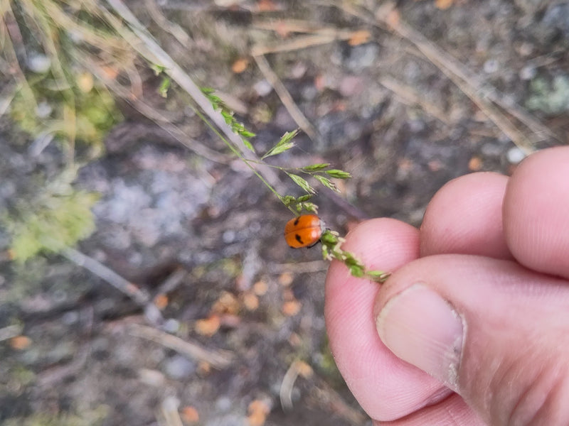 Zweipunkt Fichten-Marienkäfer — Bild 3