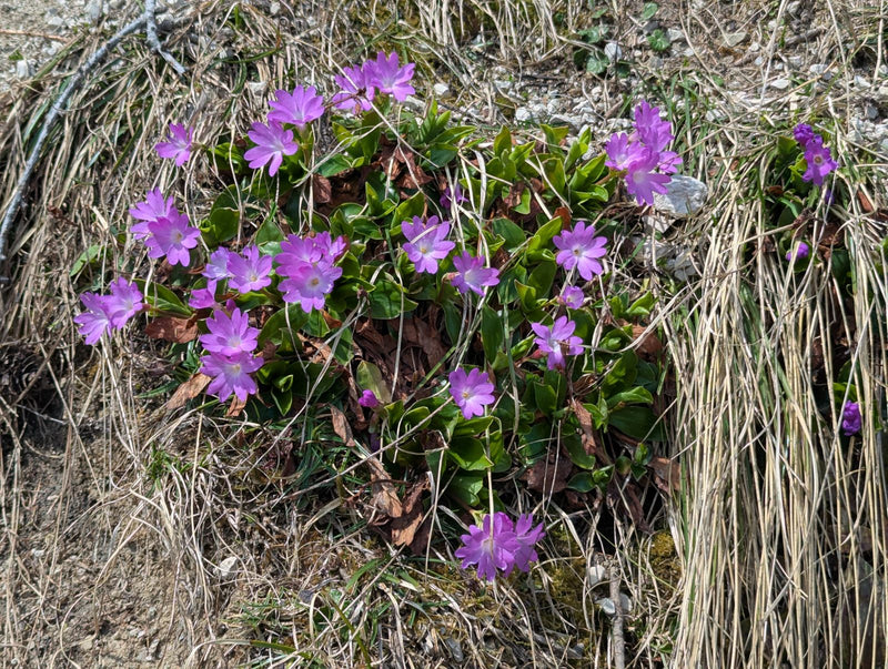 Zwerg-Primel — Bild 1