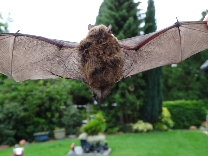 Zwergfledermaus — Bild 2