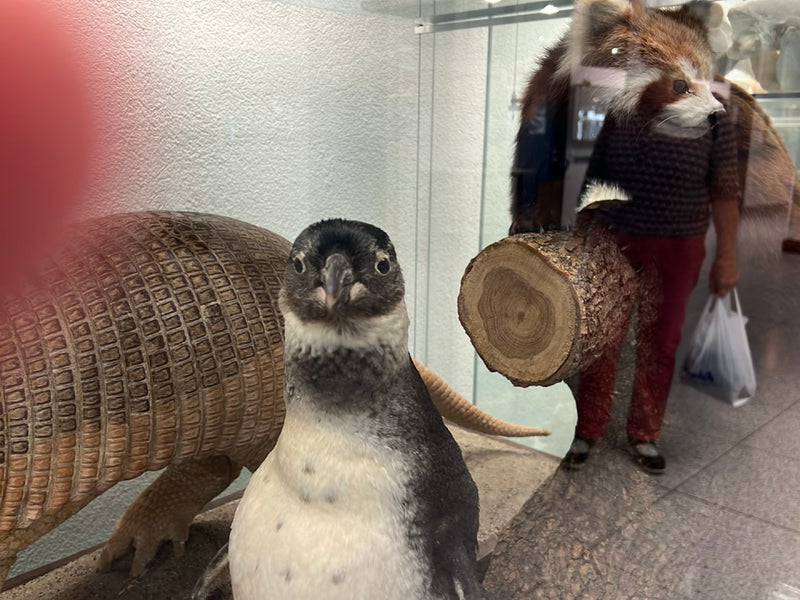 Zwergpinguin — Bild 1 von 1