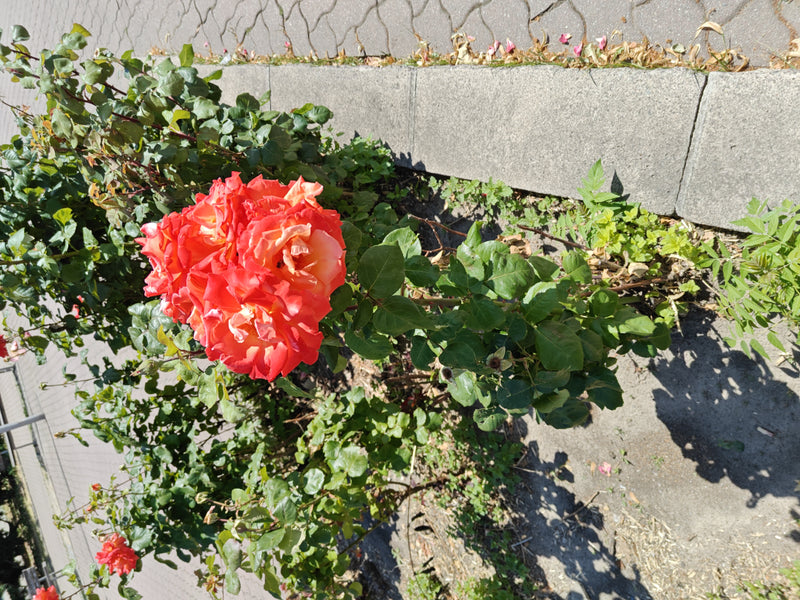 Zwergrose — Bild 3