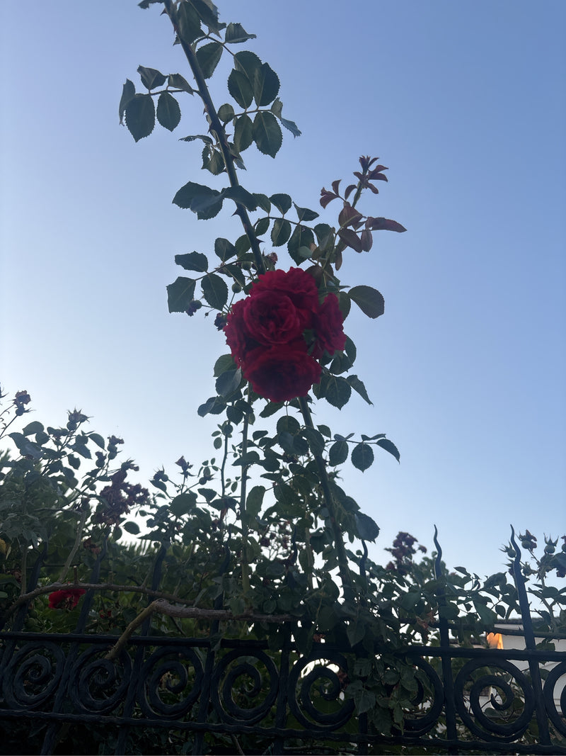 Zwergrose — Bild 5