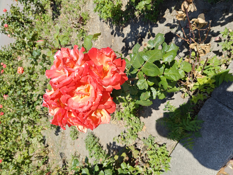 Zwergrose — Bild 4
