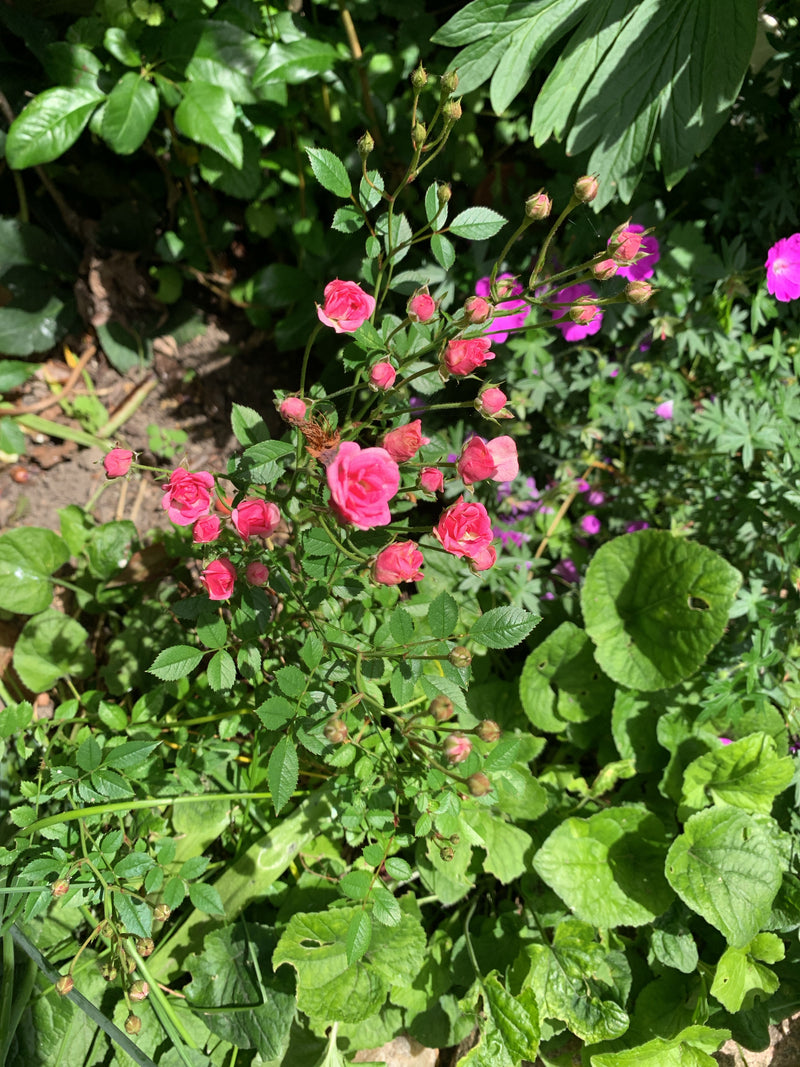 Zwergrose — Bild 2