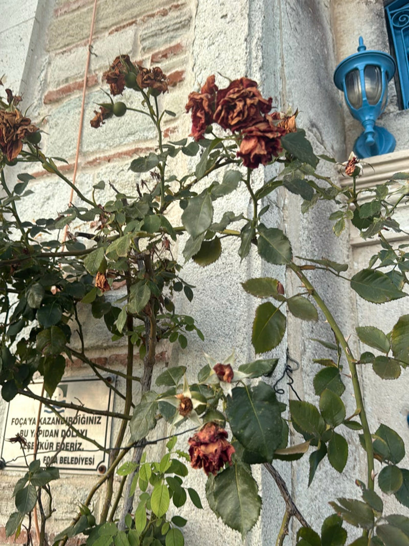 Zwergrose — Bild 1