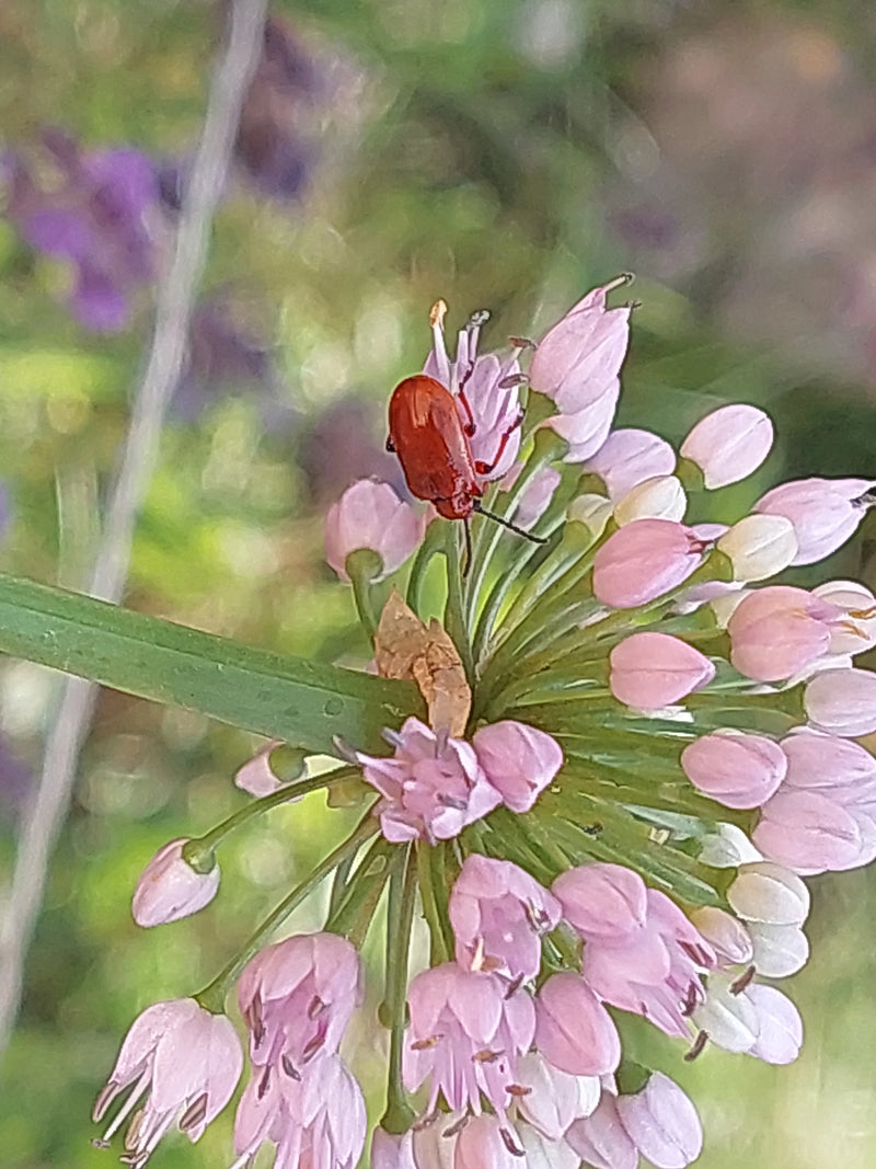 Zwiebelhähnchen — Bild 1