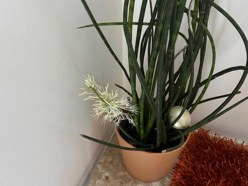 Zylindrischer Bogenhanf — Bild 3