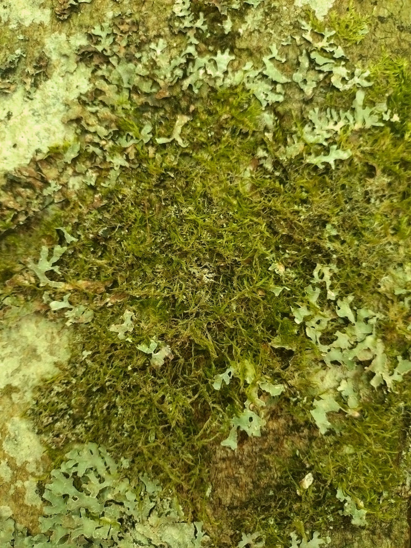 Zypressenschlafmoos — Bild 4