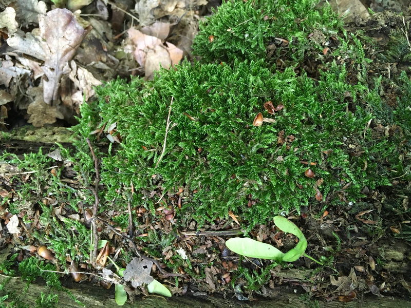Zypressenschlafmoos — Bild 3