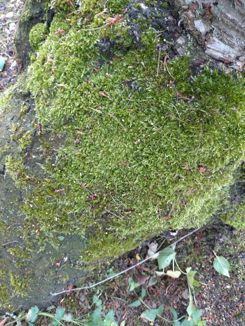 Zypressenschlafmoos — Bild 2