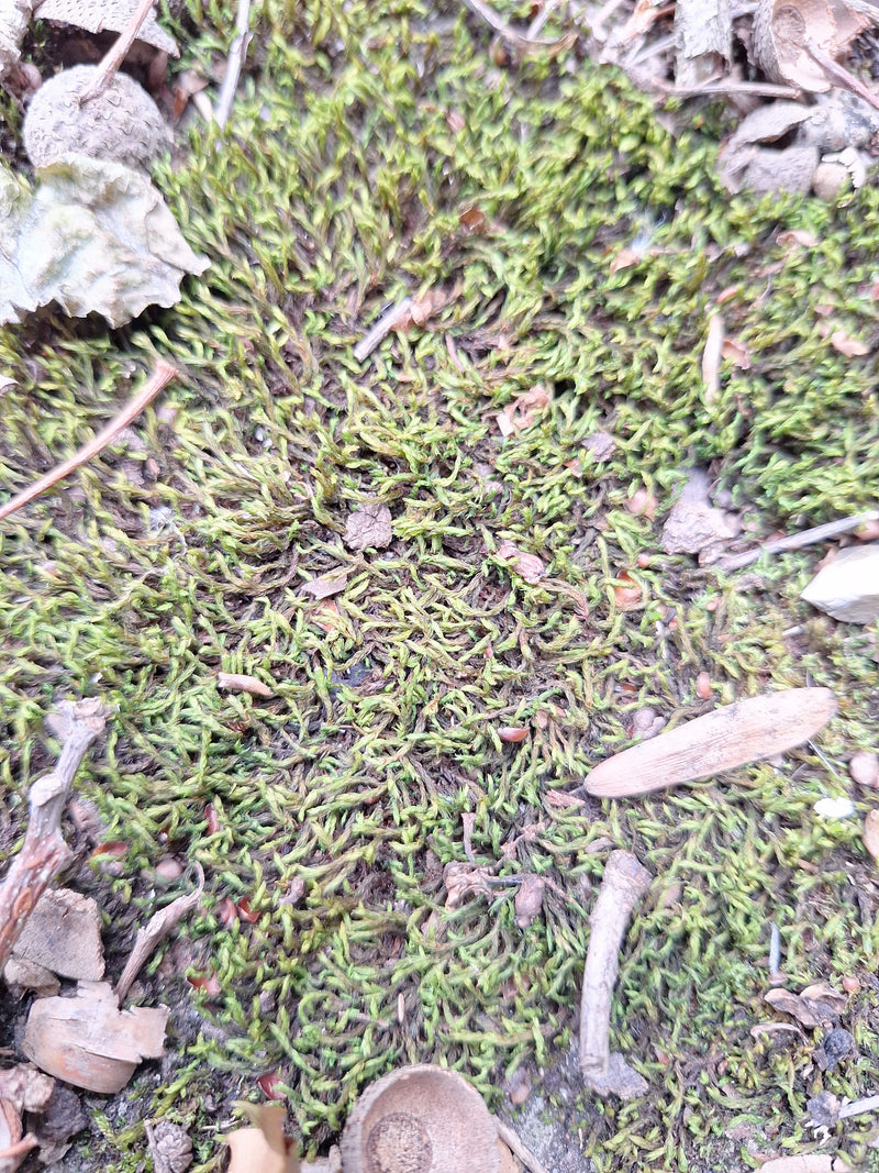 Zypressenschlafmoos — Bild 1