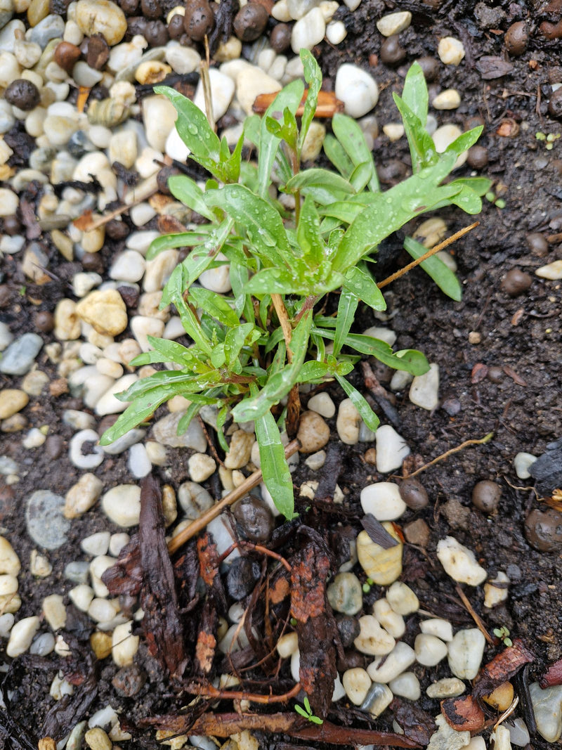 Weidenröschen — Bild 2