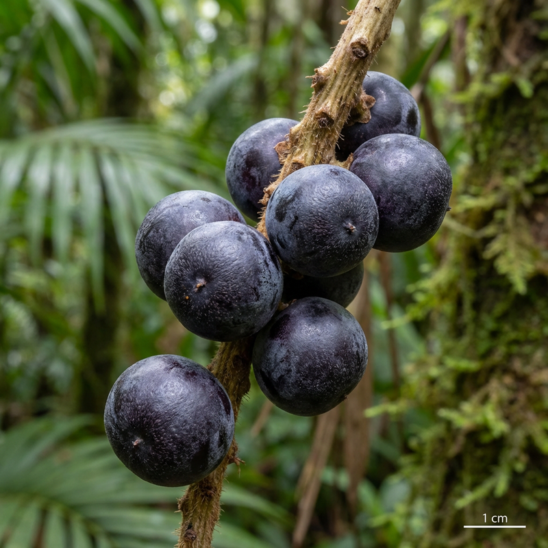 Acai Beere