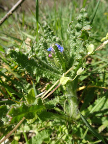 Acker-Krummhals — Bild 4