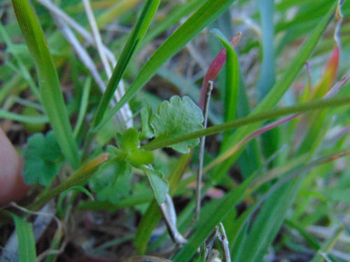 Acker-Stiefmütterchen — Bild 4 von 8