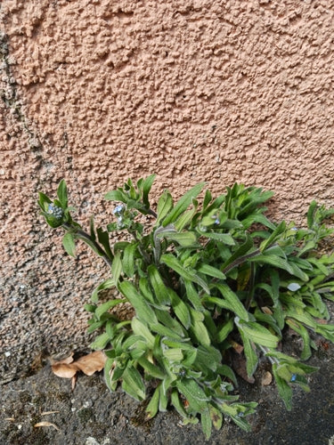 Acker-Vergissmeinnicht — Bild 5