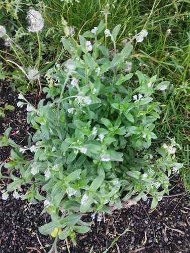Acker-Vergissmeinnicht — Bild 4