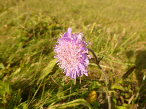 Acker-Witwenblume — Bild 4