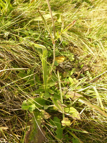 Acker-Witwenblume — Bild 3