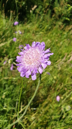 Acker-Witwenblume — Bild 5