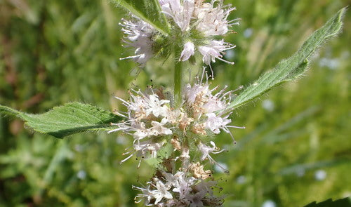 Ackerminze — Bild 4 von 11
