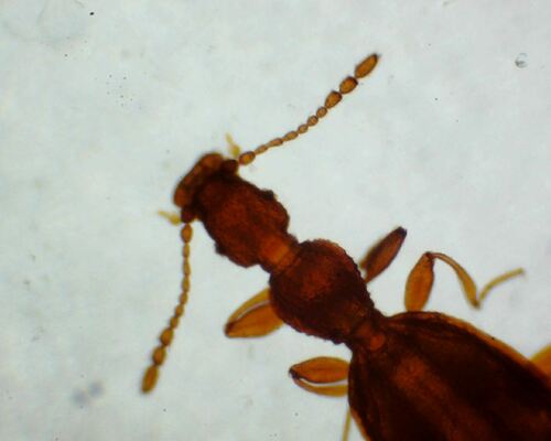Adistemia Watsoni — Bild 5