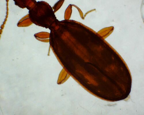 Adistemia Watsoni — Bild 4