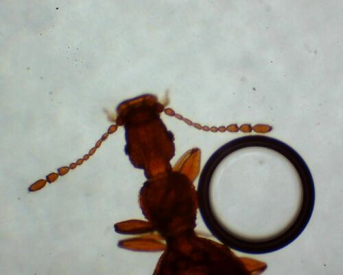 Adistemia Watsoni — Bild 3