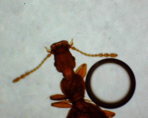Adistemia Watsoni — Bild 2
